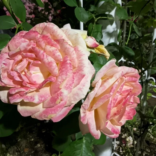 ♡5/16(土)20:00-I様